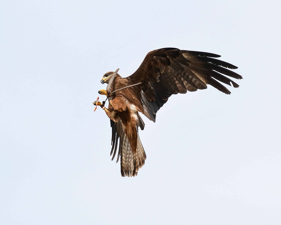Animal avian beak