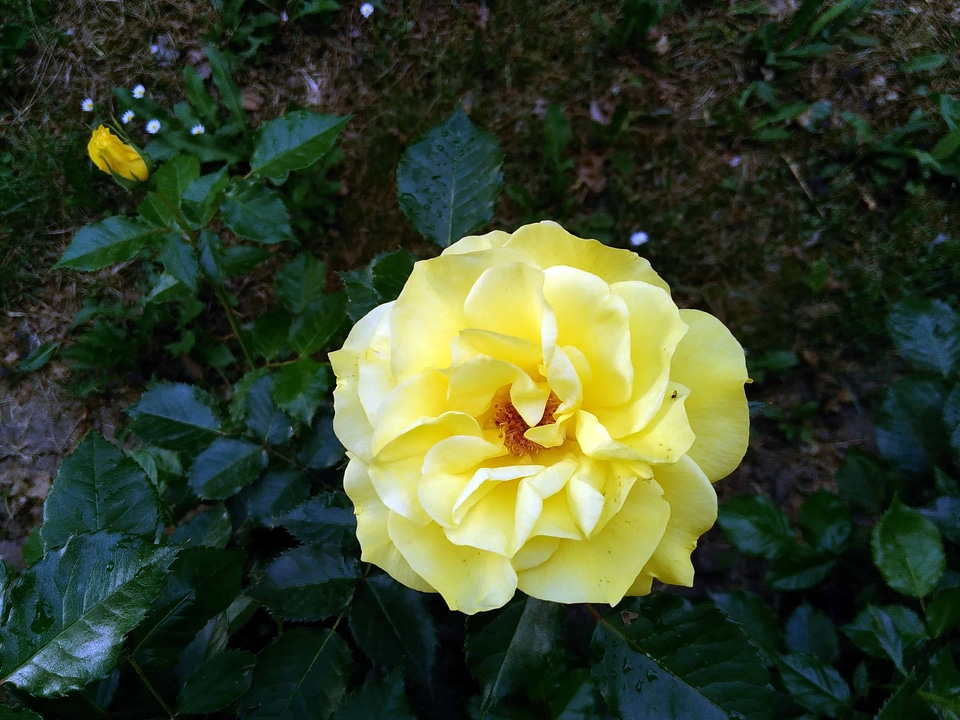 Beautiful bloom blossom