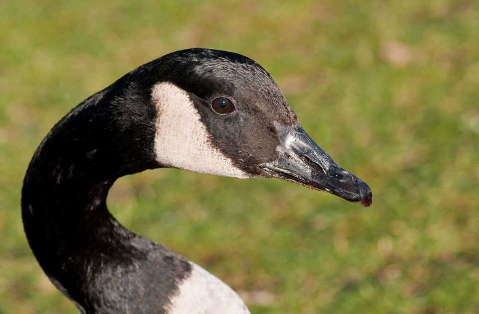 Animal aquatic bird avian