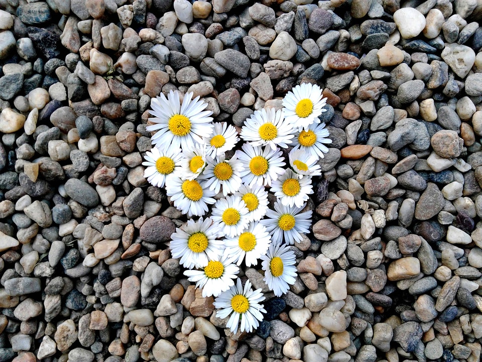 Bloom blossom daisy