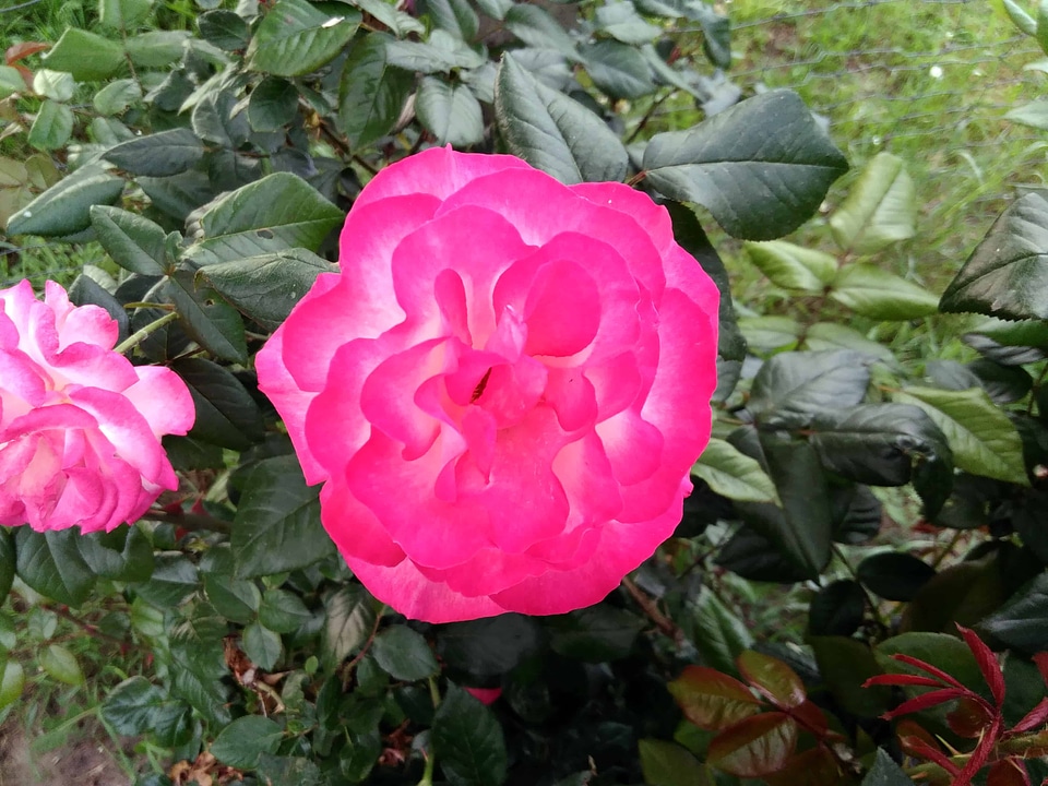 Beautiful bloom blossom