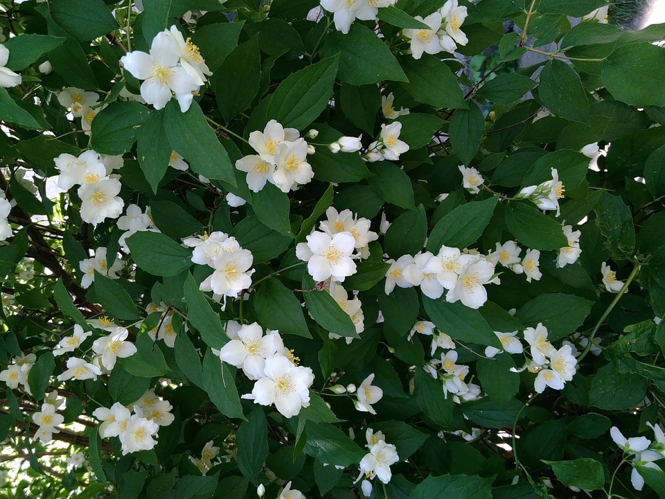 Beautiful Flowers bloom blooming