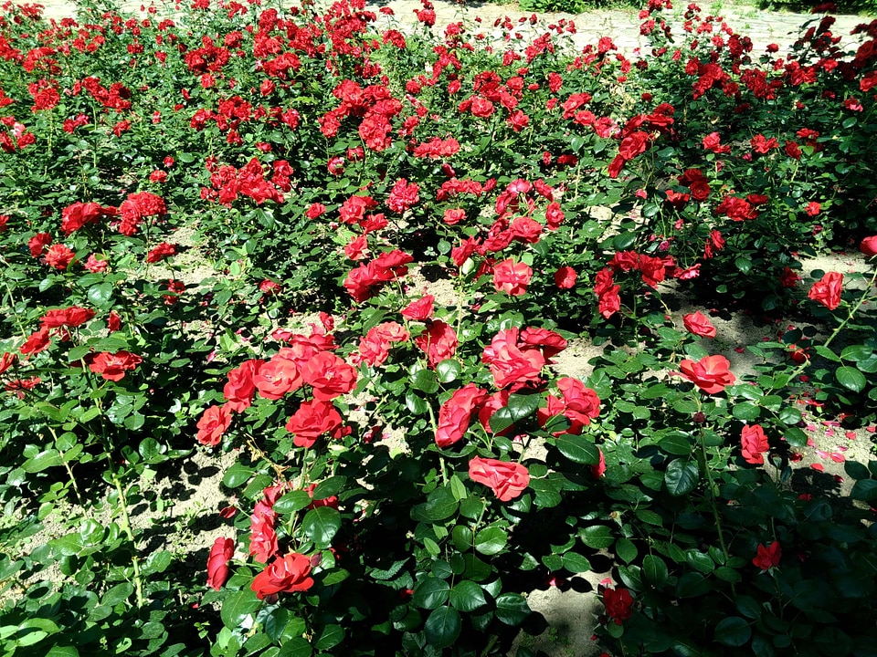 Beautiful Flowers bed blooming