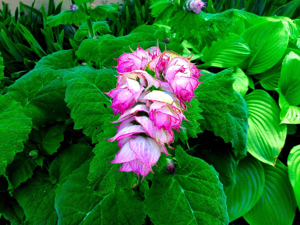 Beautiful beautiful flowers blooming