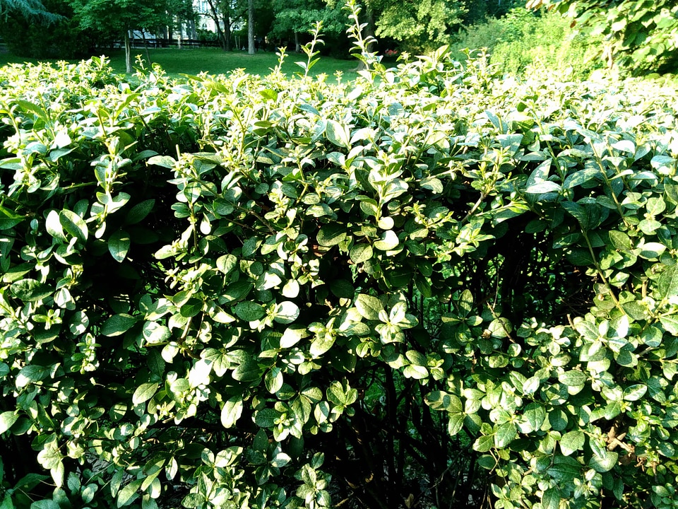 Agriculture branch environment