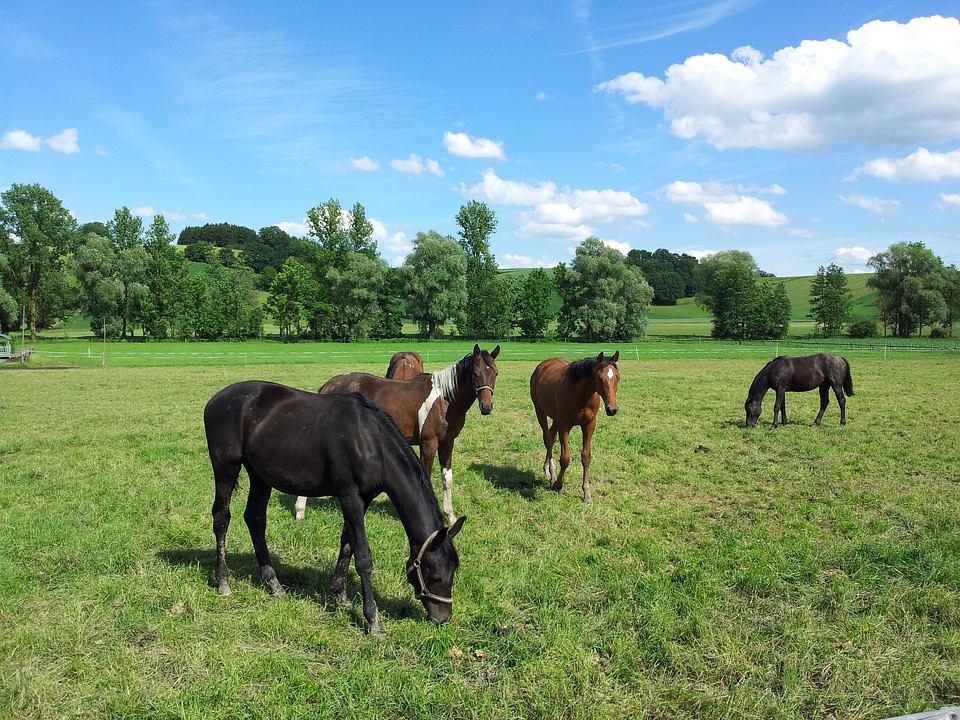 Landscape pasture coupling