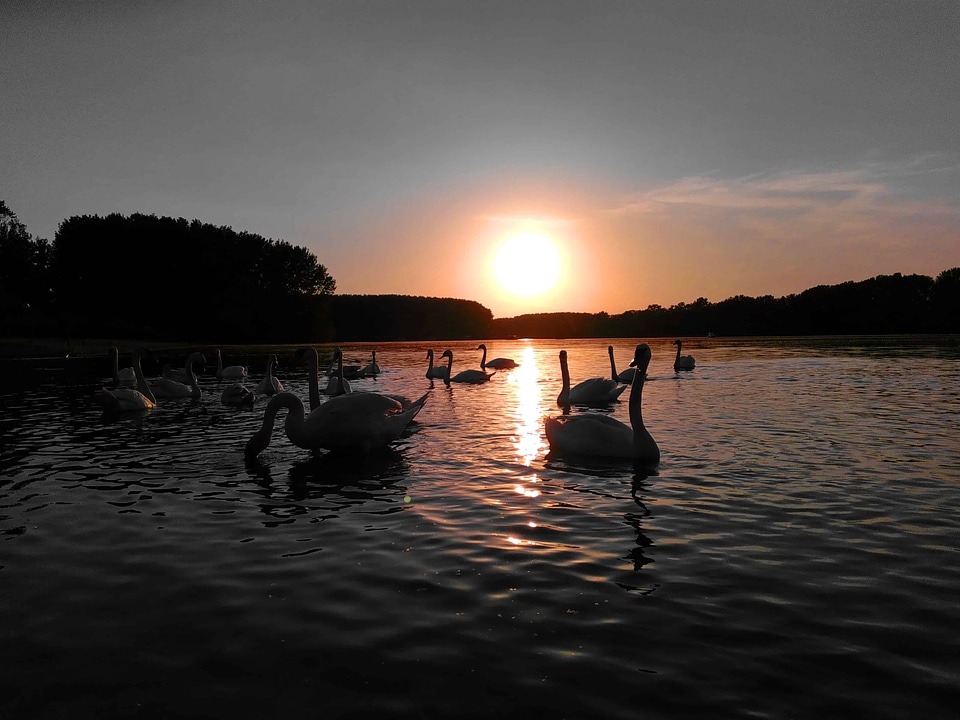 Animals aquatic bird backlight