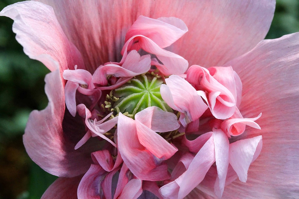 Beautiful beautiful flowers bloom