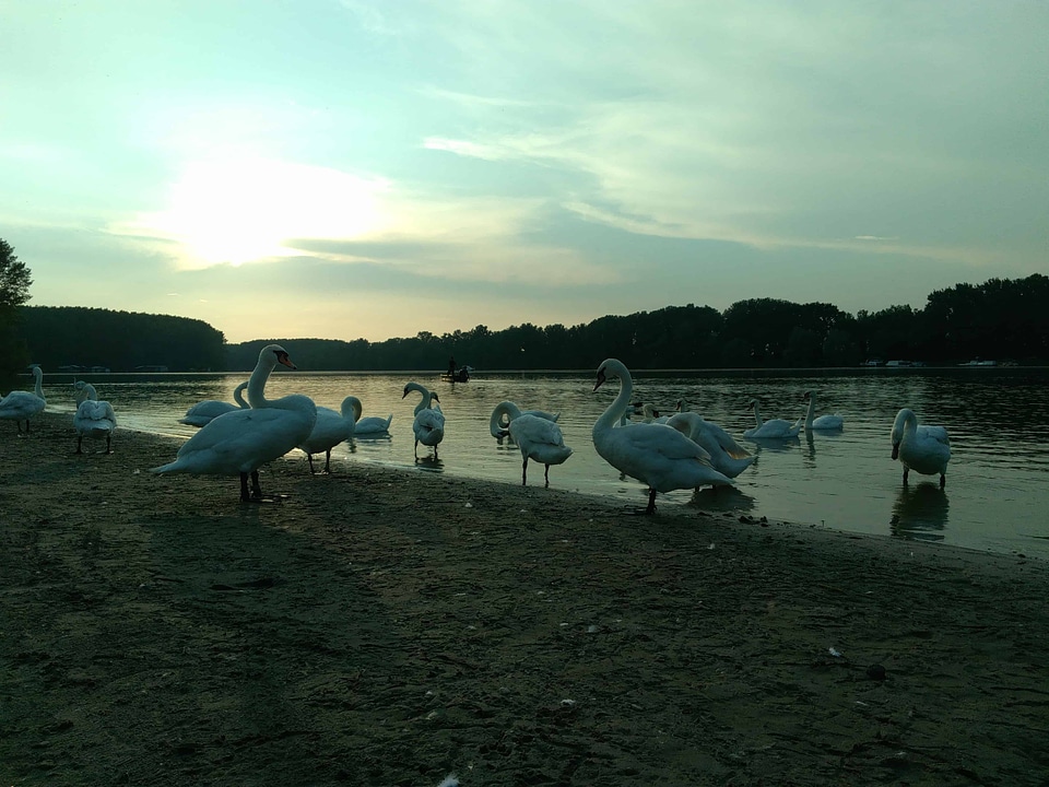 Animal avian beach