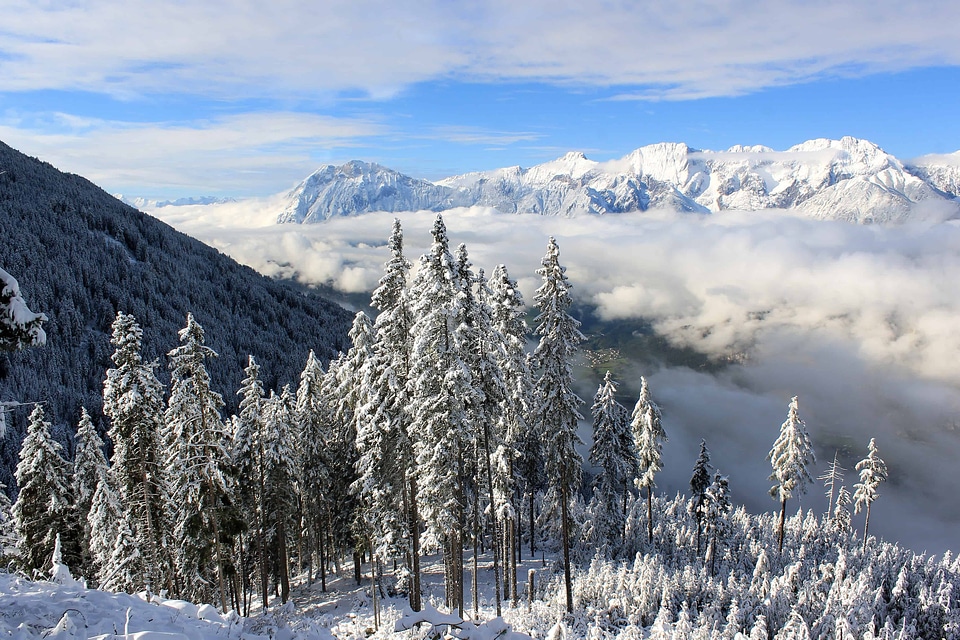 Cold evergreen forest