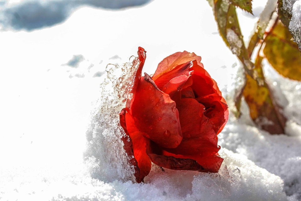 Cold flora flower