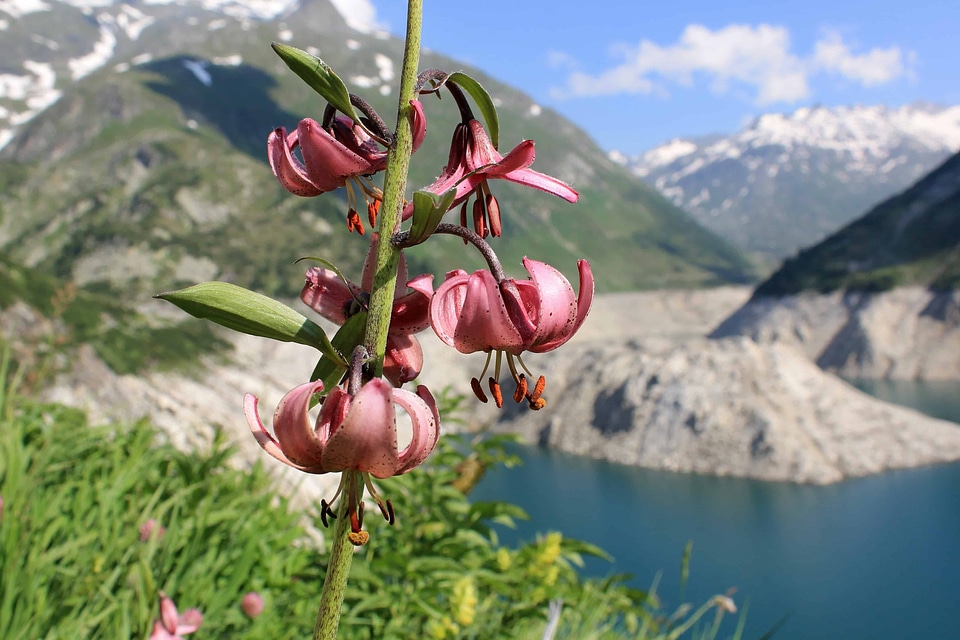 Beautiful Flowers blooming blossom