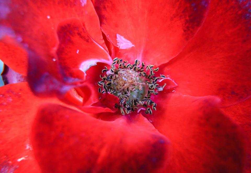 Beautiful beautiful flowers blooming