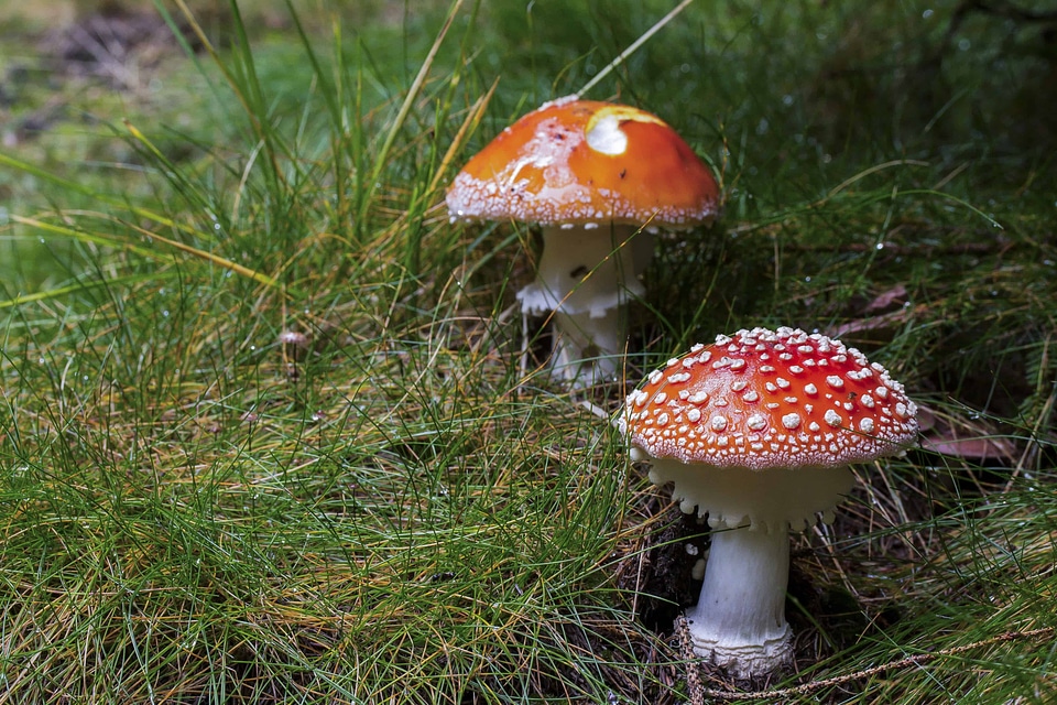 Autumn flora foliage