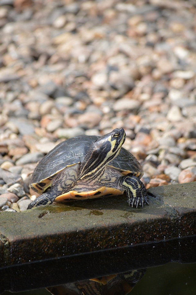 Animal wildlife wild