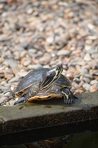 Animal wildlife wild