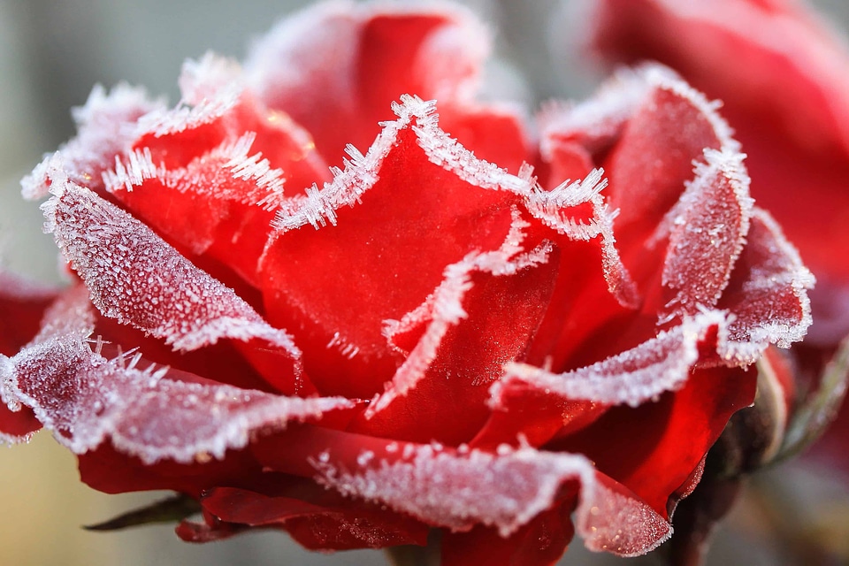 Beautiful Flowers beautiful photo blooming