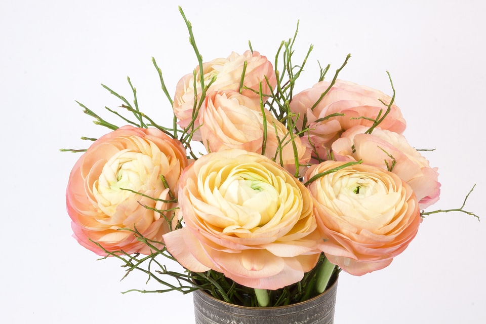 Nature plant pink