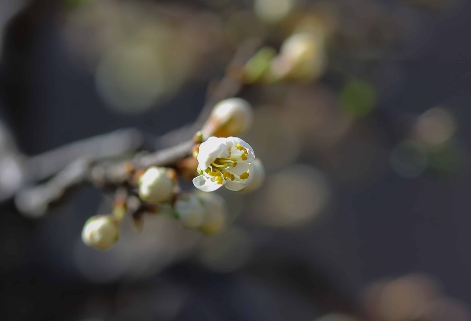 Beautiful Flowers bloom blooming