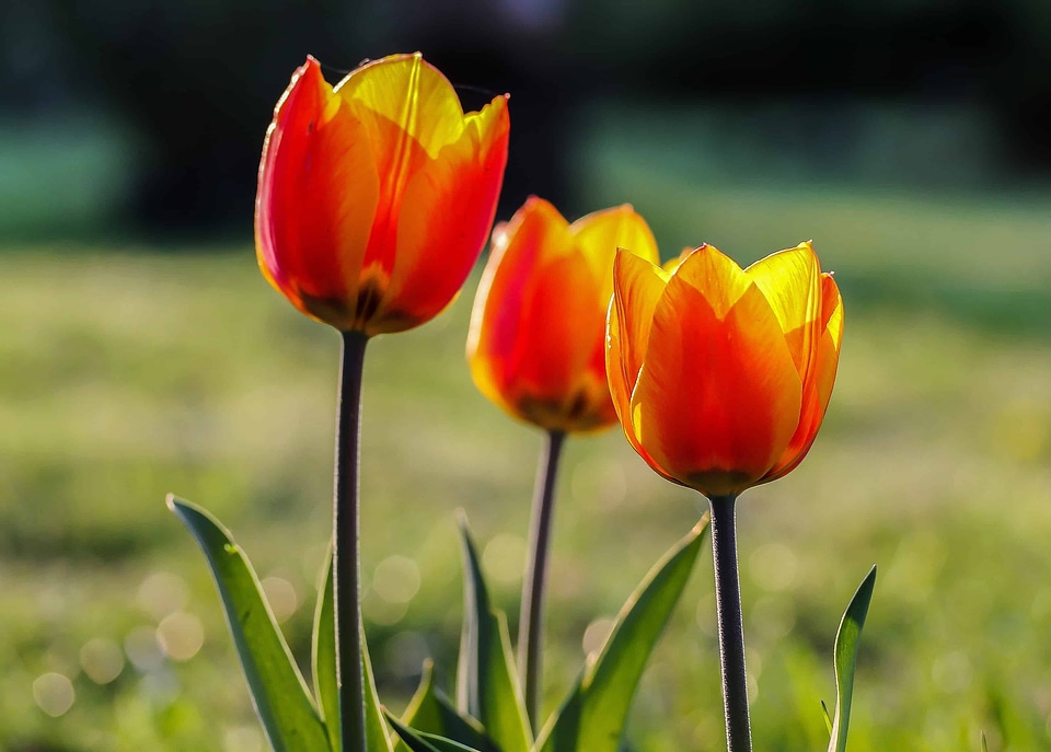 Beautiful Flowers beautiful photo bloom