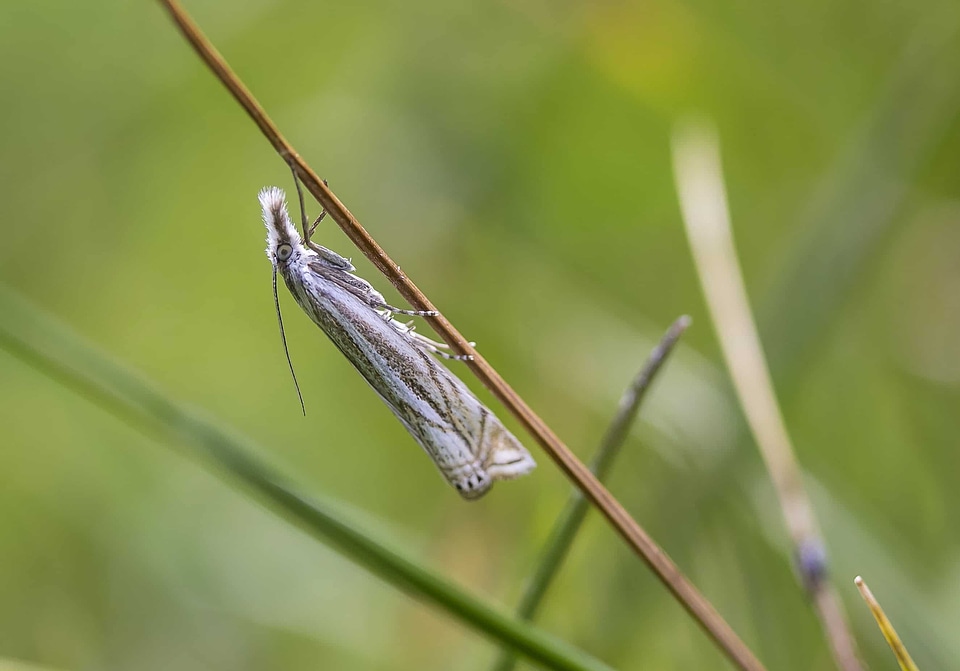 Animal arthropod bug