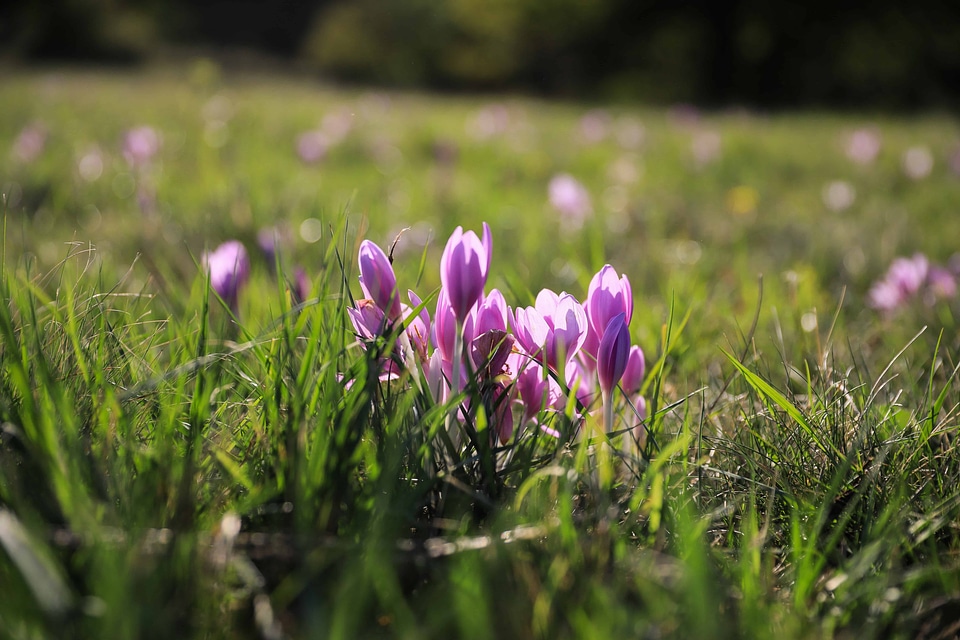 Beautiful Flowers blooming blossom