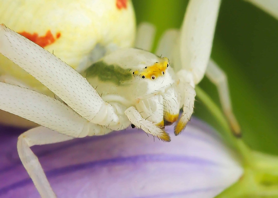 Animal arthropod beautiful photo