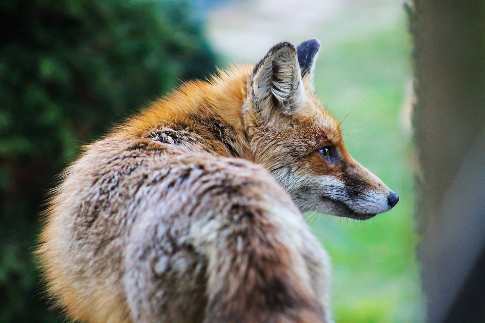 Animal beautiful image beautiful photo