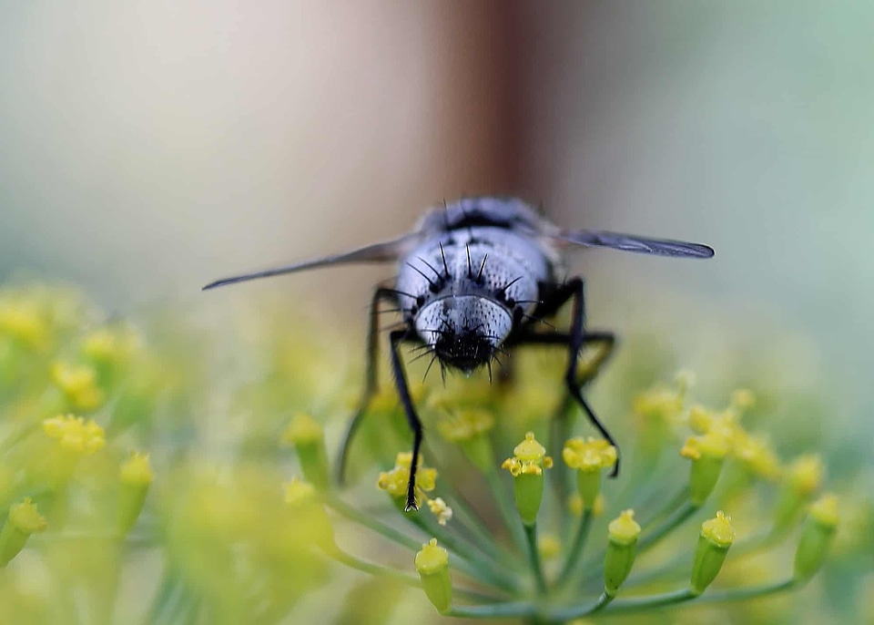 Animal arthropod beautiful flowers