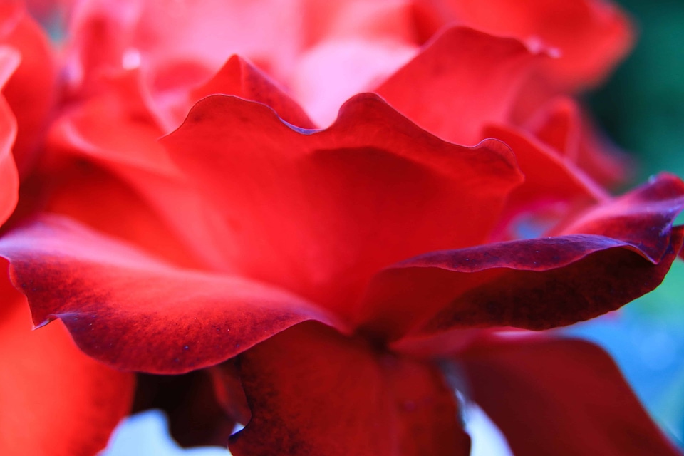 Beautiful Flowers bloom blooming