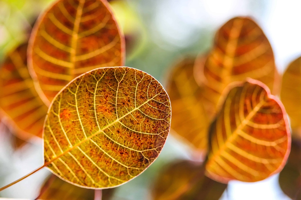 Autumn autumn season detail