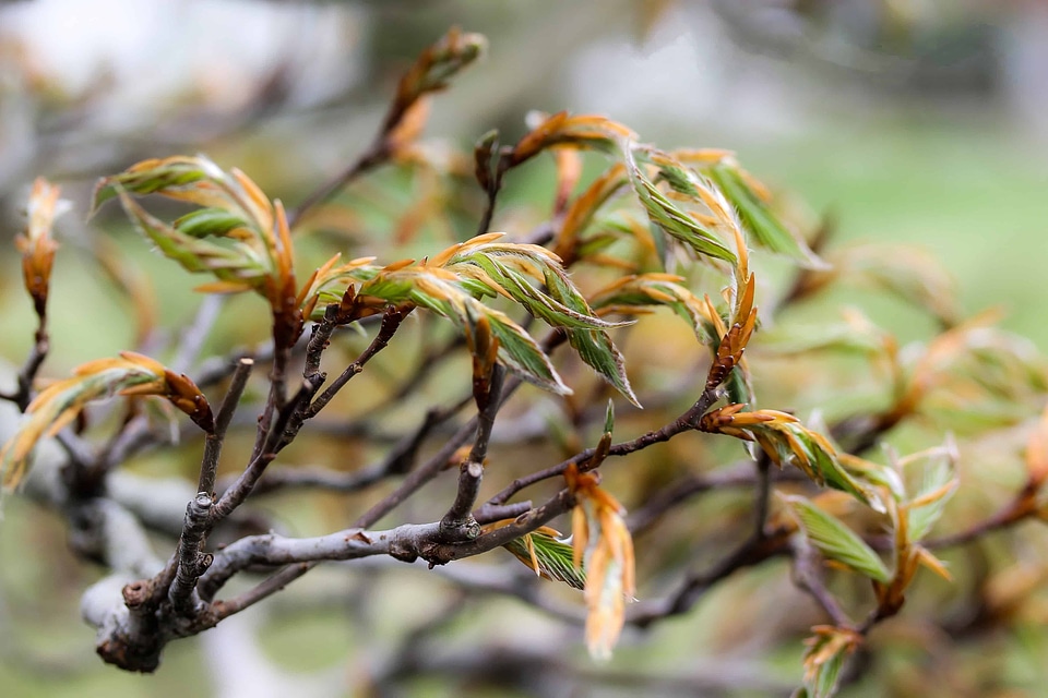 Branch flora landscape