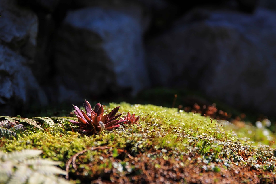 Flora foliage grass