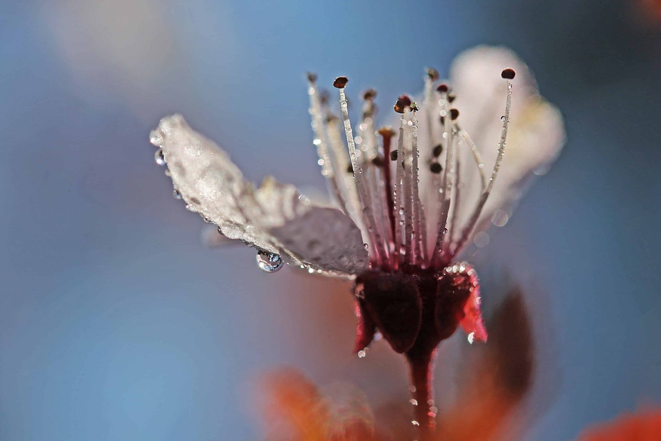 Beautiful Flowers beautiful photo blooming