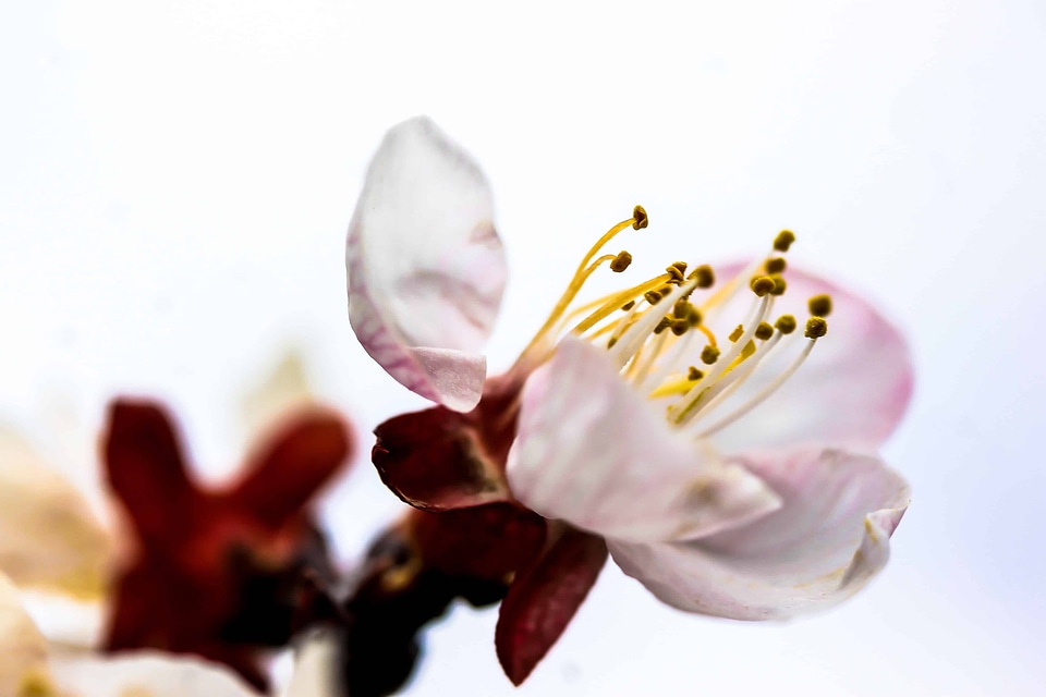 Beautiful beautiful flowers blooming