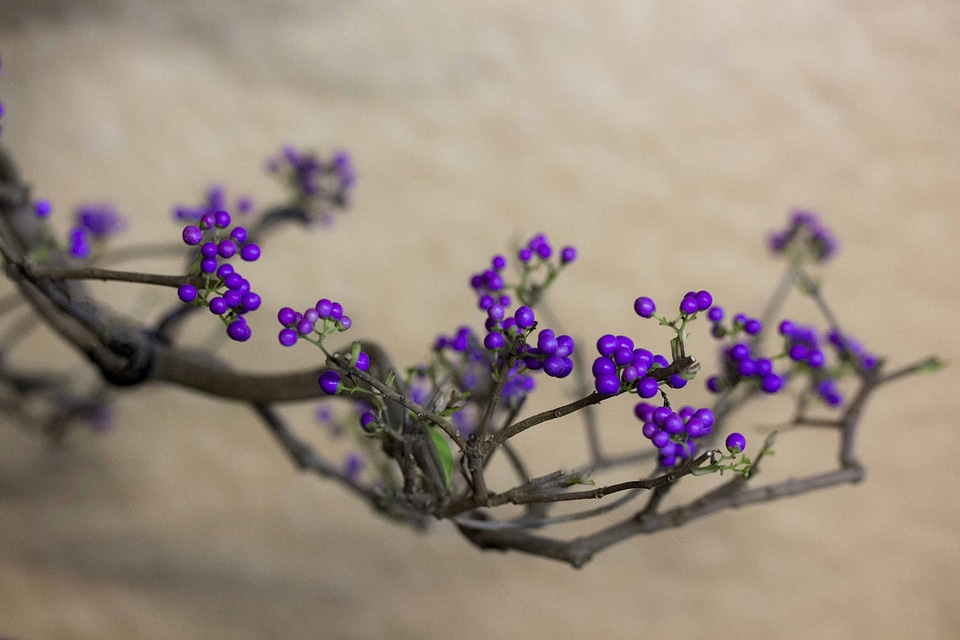 Beautiful Flowers blooming blossom