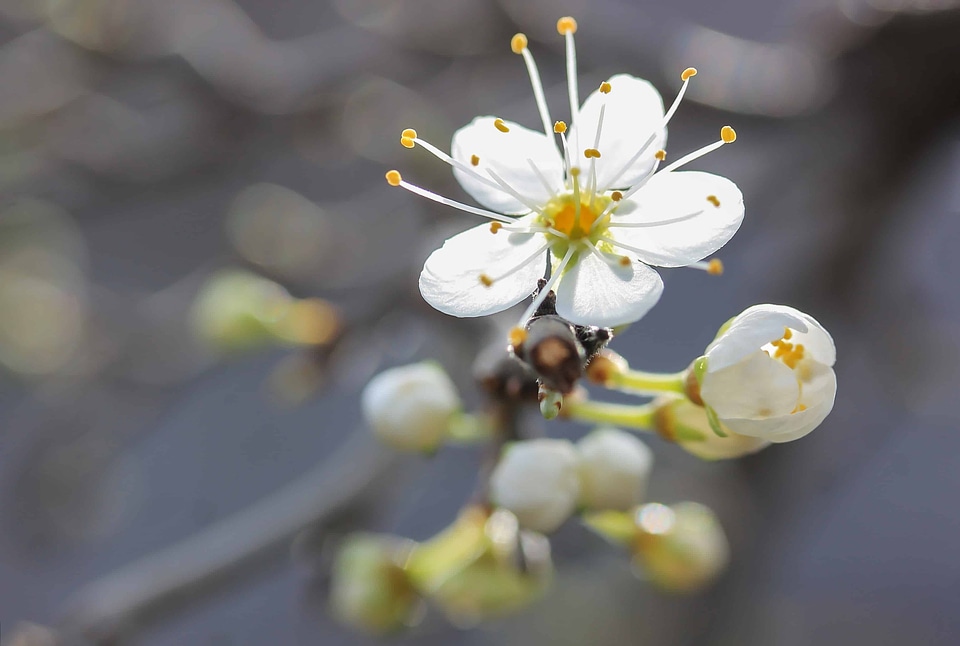 Beautiful Flowers bloom blooming