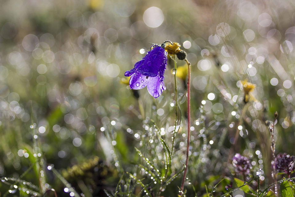 Beautiful Flowers blooming blossom
