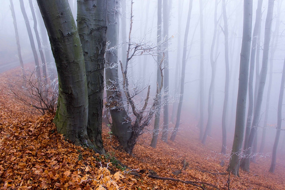 Autumn branch curtain
