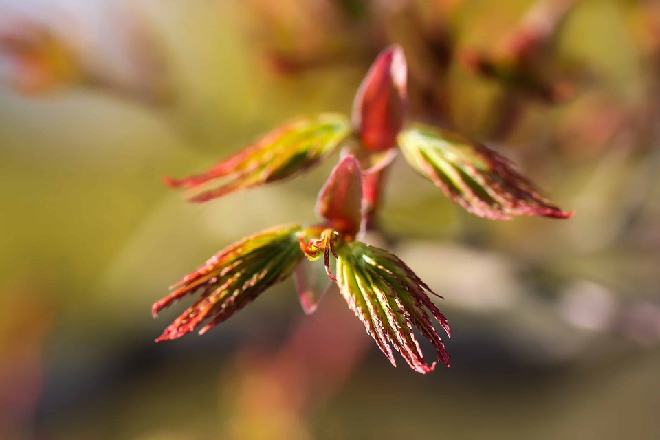 Flora garden herb