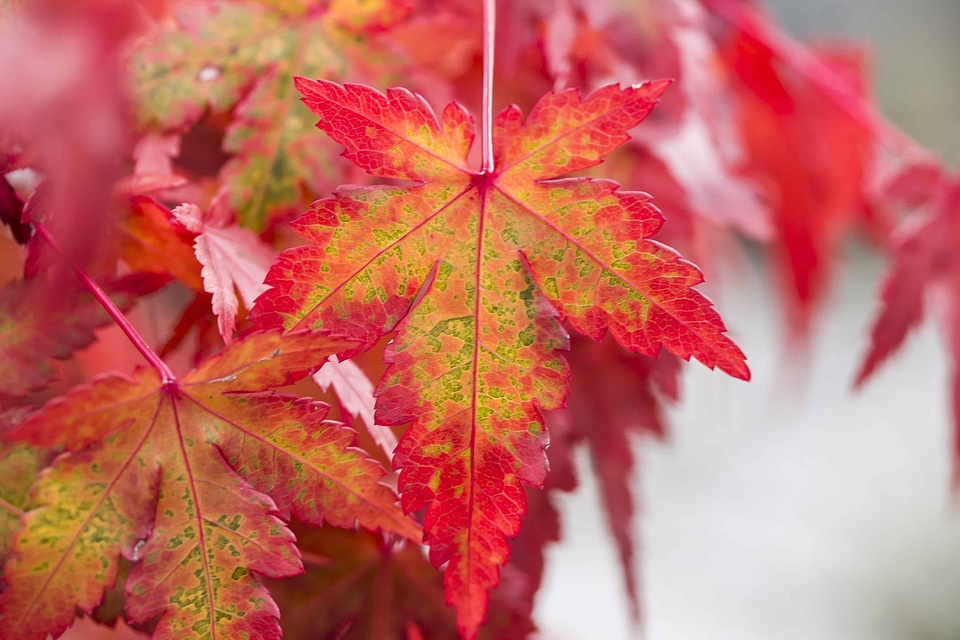 Autumn autumn season flora