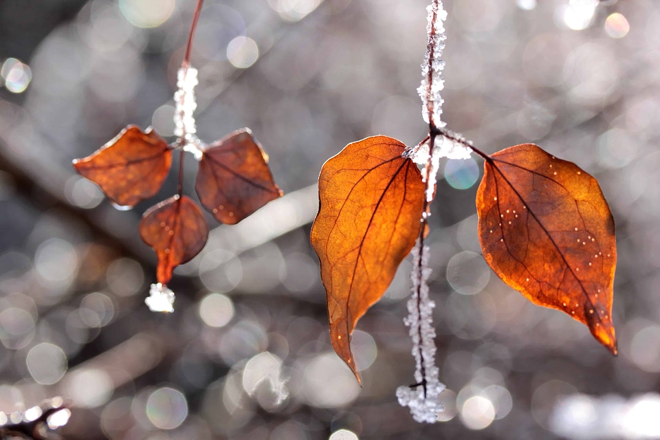 Frost ice landscape