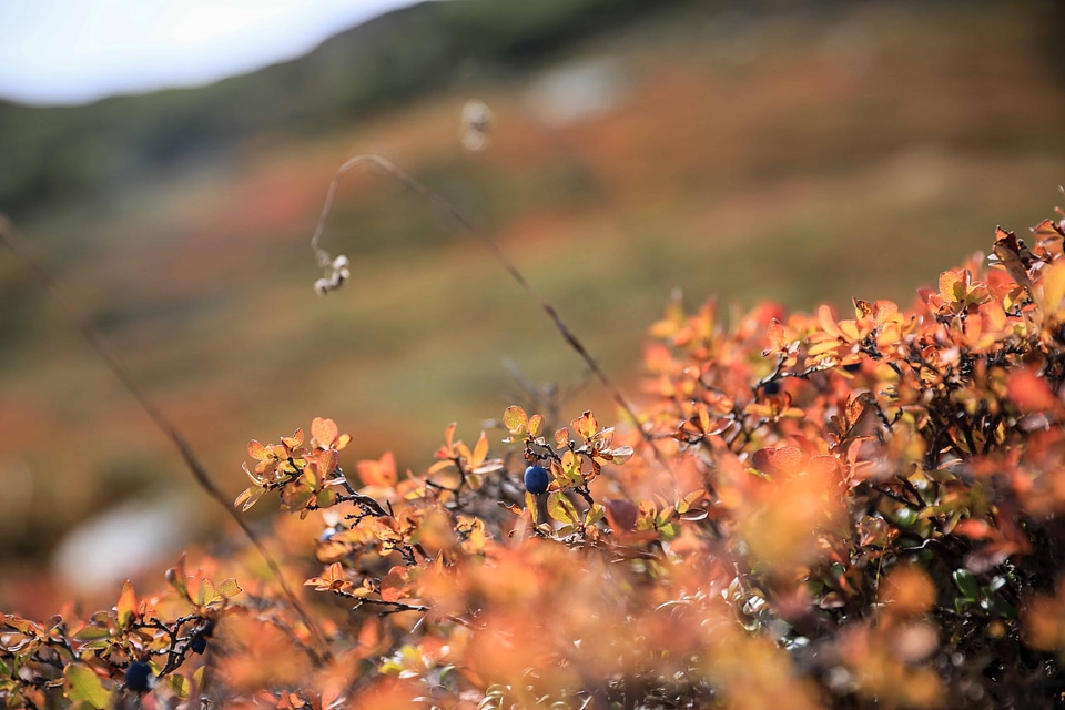 Autumn daylight detail