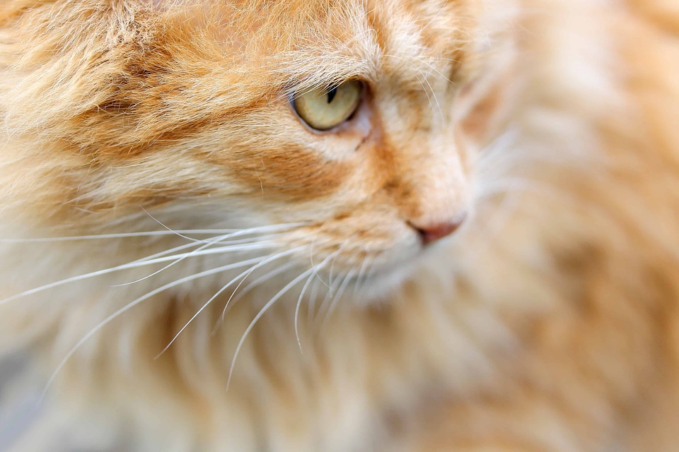 Adorable animal cat
