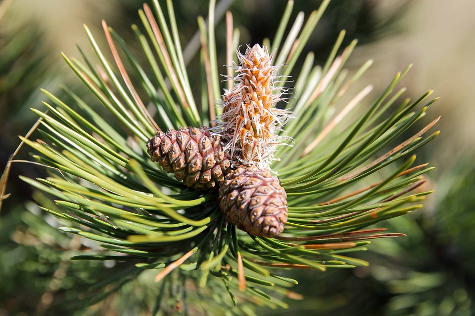 Beautiful Photo branch conifer