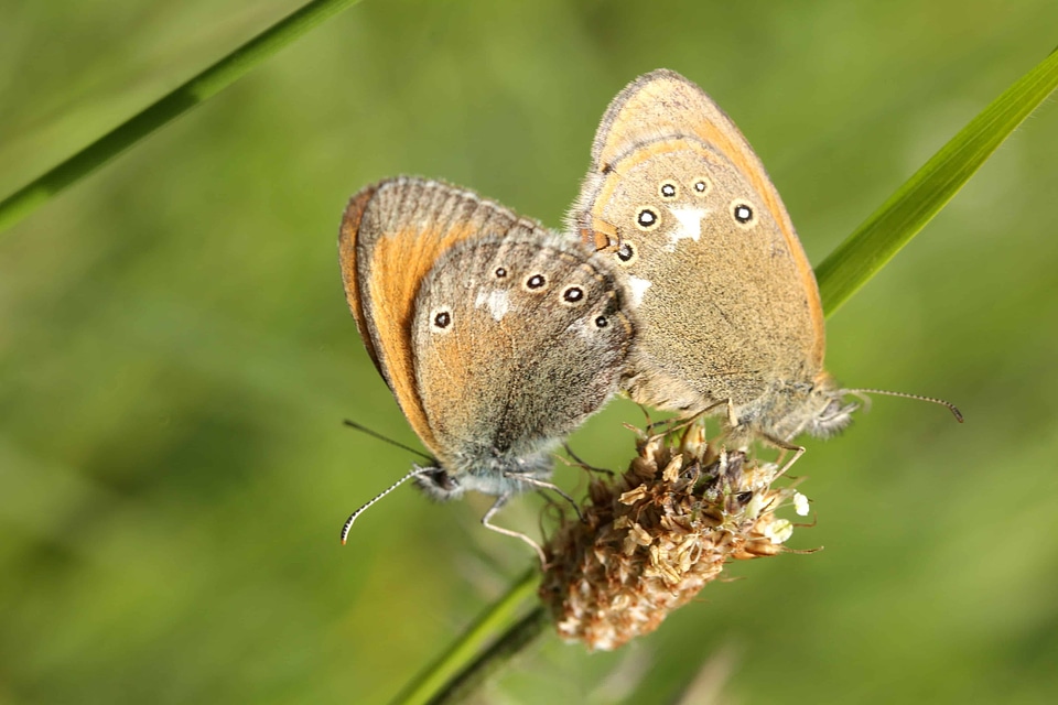 Animal arthropod bloom