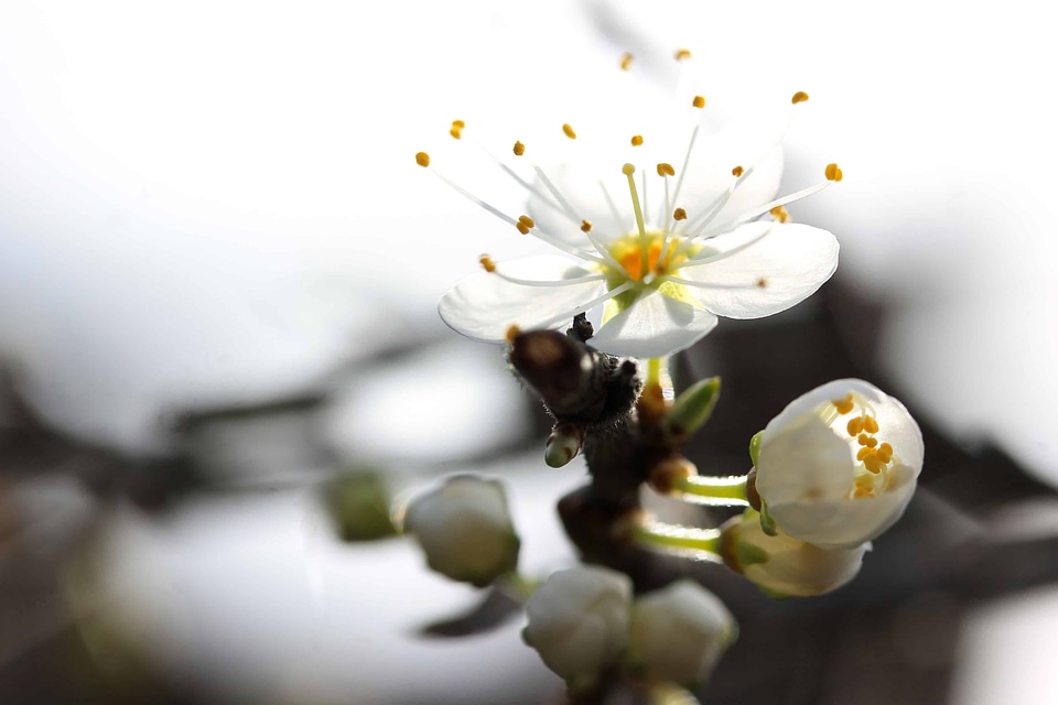 Beautiful Flowers bloom blooming