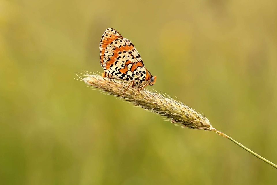 Animal arthropod beautiful flowers