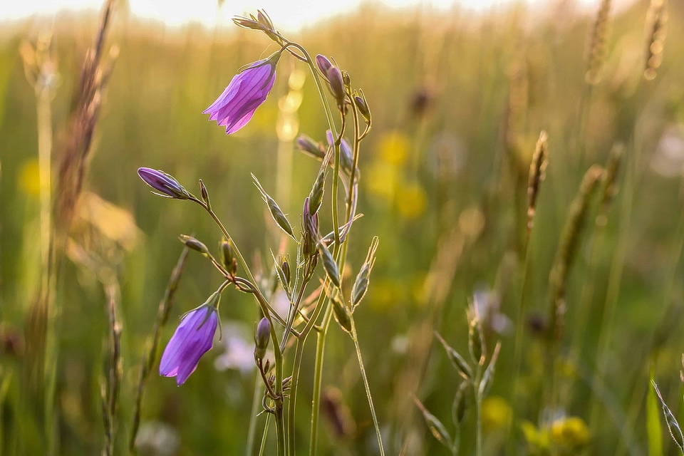 Agriculture beautiful flowers blooming