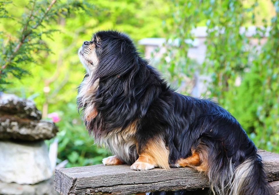 Animal beautiful photo canine